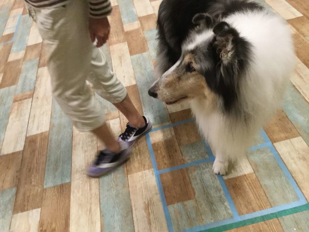 犬の目やに 犬しつけ教室アウラ東京 パピーパーティー とドッグスクール