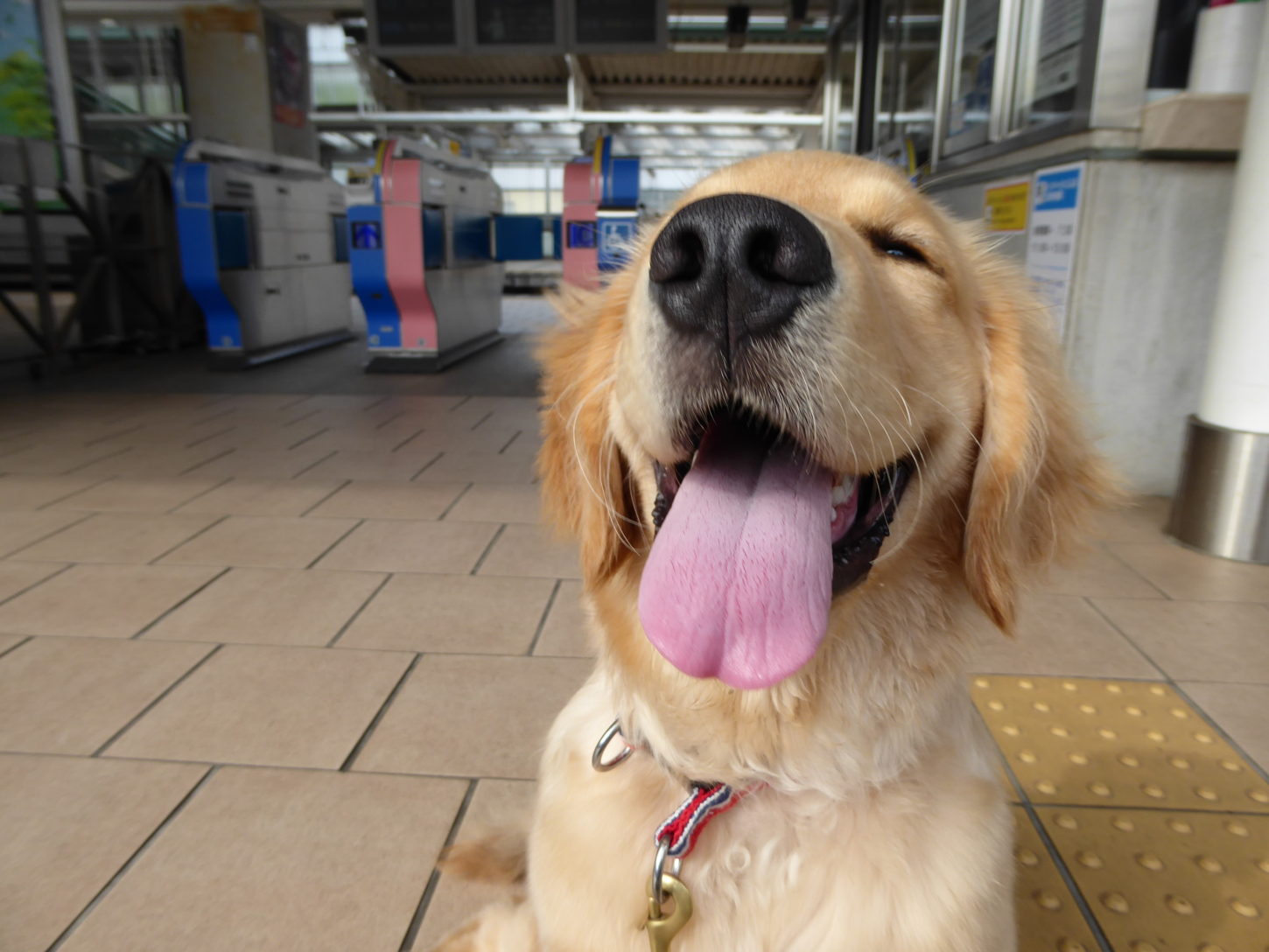 幼稚園/ルーデンスクラス 犬しつけ教室アウラ東京,パピーパーティー とドッグスクール