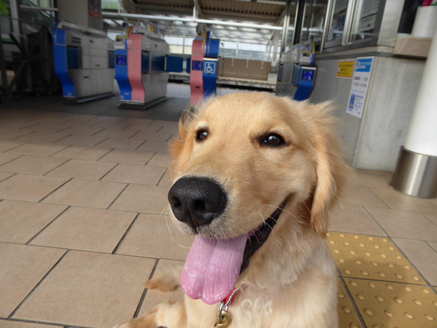 画像をダウンロード 犬 群れ 序列 124077犬 群れ 序列