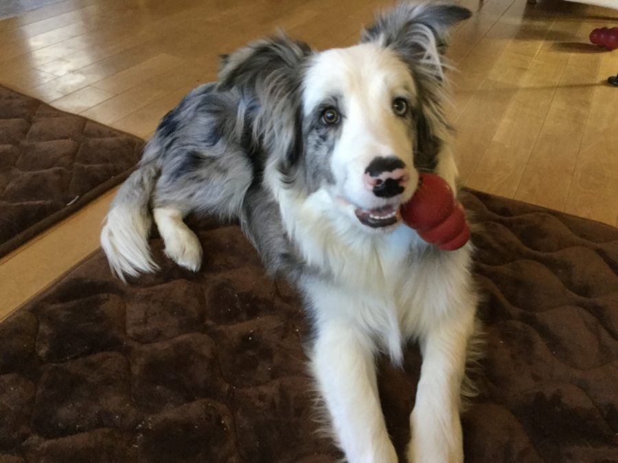 ヒマラヤチーズ 犬しつけ教室アウラ東京 パピーパーティー とドッグスクール