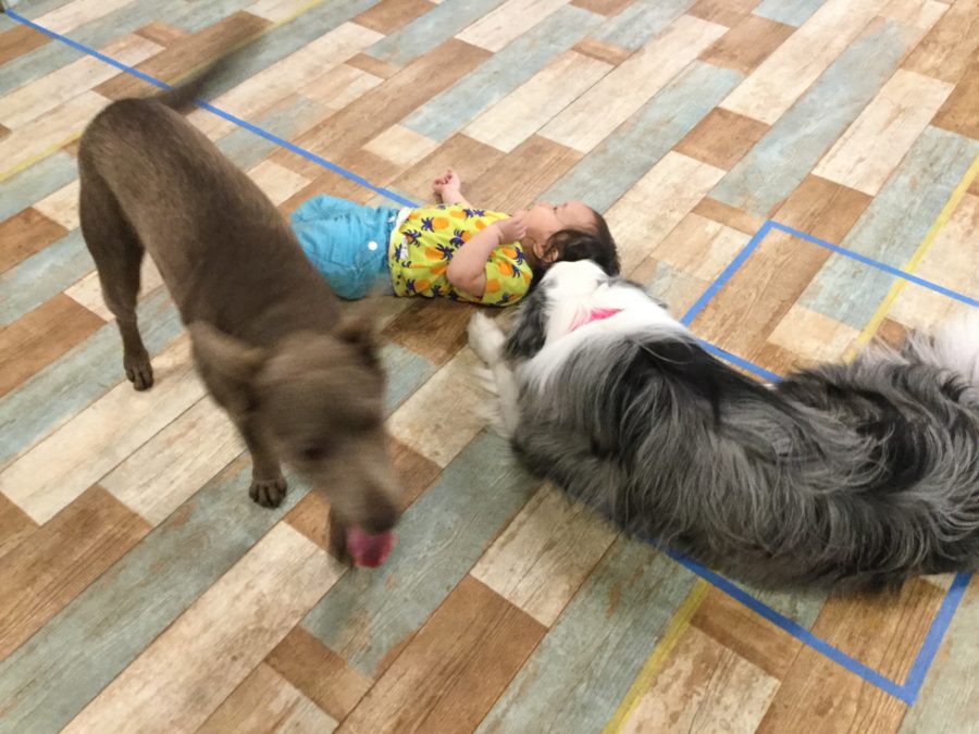 アニマルセラピー 人と動物のふれあい活動 Capp 犬しつけ教室アウラ東京 パピーパーティー とドッグスクール