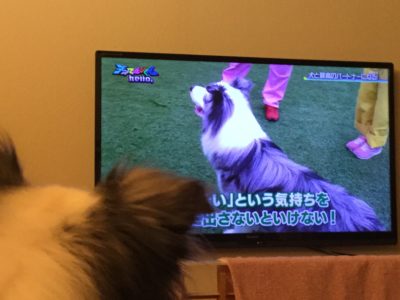 天才てれびくんhello 1日目 犬しつけ教室アウラ東京 パピーパーティー とドッグスクール