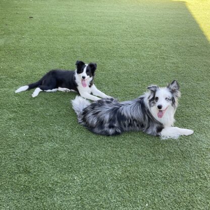 ラブラドールレトリバーは蝉を食べる 犬しつけ教室アウラ 東京 パピーパーティー とドッグスクール